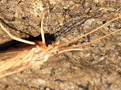 Polycentropodidae