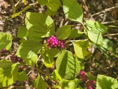 Callicarpa americana