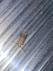 Eulogia ochrifrontella