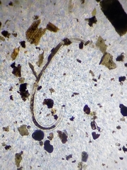 Nematoda