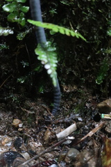 Pheretima darnleiensis