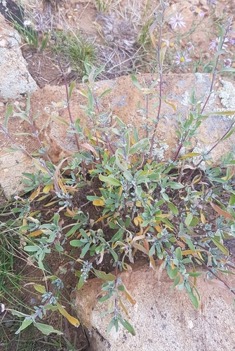 Caryopteris mongholica, photograph 6