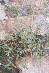 Caryopteris mongholica