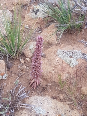 Orostachys malacophylla