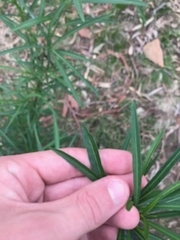 Solanum linearifolium