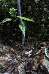 Pheretima darnleiensis