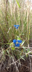 Commelina dianthifolia