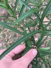 Solanum linearifolium