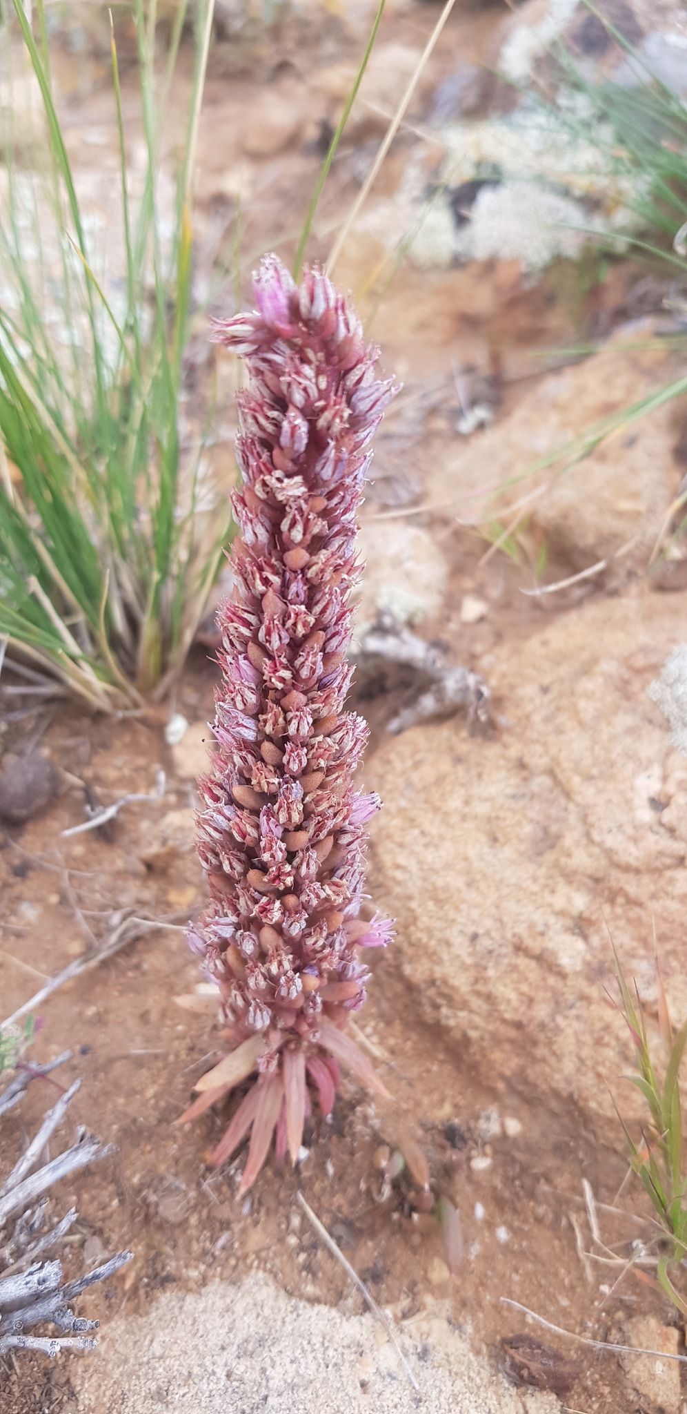 Fimbriate Rock Pine (Orostachys fimbriata)