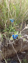 Commelina dianthifolia