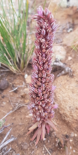 Orostachys fimbriata
