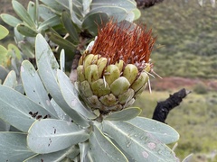 Protea nitida