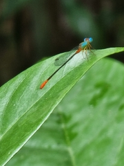 Ceriagrion cerinorubellum