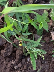 Chamaecrista pumila