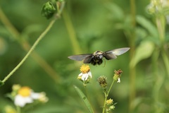 Sataspes tagalica