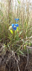 Commelina dianthifolia