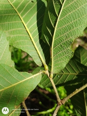 Quercus segoviensis