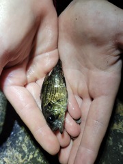 Ambloplites rupestris