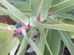 Protea nitida