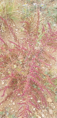 Salsola collina