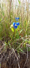 Commelina dianthifolia