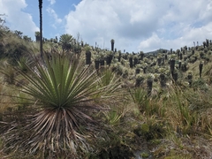 Puya hamata