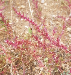 Salsola collina