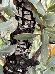 Protea nitida