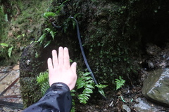 Pheretima darnleiensis