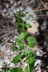 Ageratina herbacea