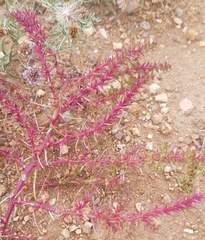 Salsola collina