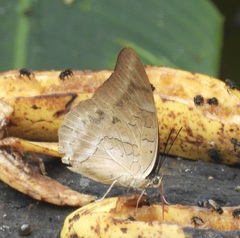 Archaeoprepona demophon