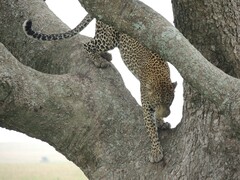 Panthera pardus pardus