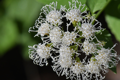 Ageratina herbacea