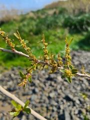 Phyllanthus sellowianus