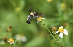 Sataspes tagalica