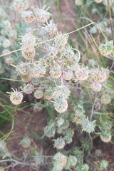 Artemisia macrocephala