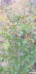 Ribes diacanthum