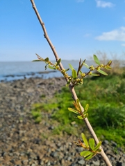 Phyllanthus sellowianus