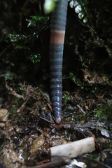 Pheretima darnleiensis