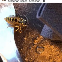 Vespula vulgaris