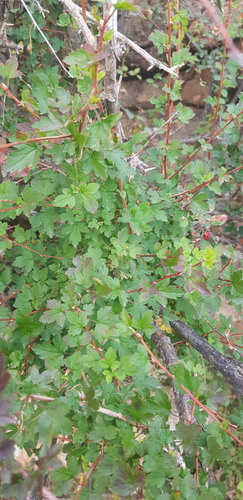 Ribes aciculare (Ribes aciculare)