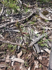 Calochilus robertsonii