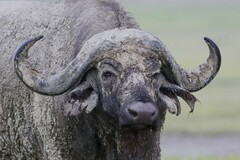 Syncerus caffer caffer