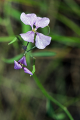 Hesperidanthus linearifolius