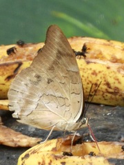 Archaeoprepona demophon