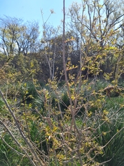 Phyllanthus sellowianus