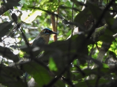 Momotus momota marcgravianus