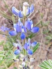 Lupinus cosentinii
