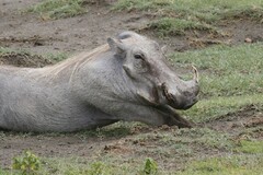 Phacochoerus africanus massaicus